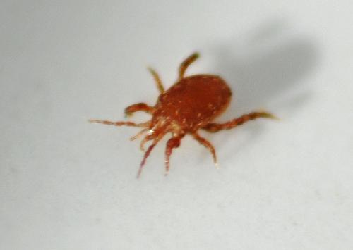 Macrocheles sp.